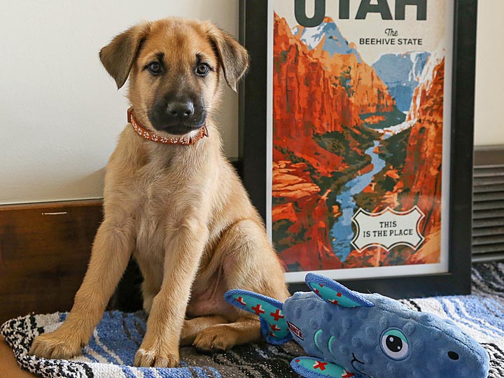 chinook puppy
